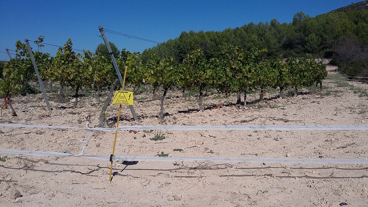 Pastor elèctric o tanca experimental