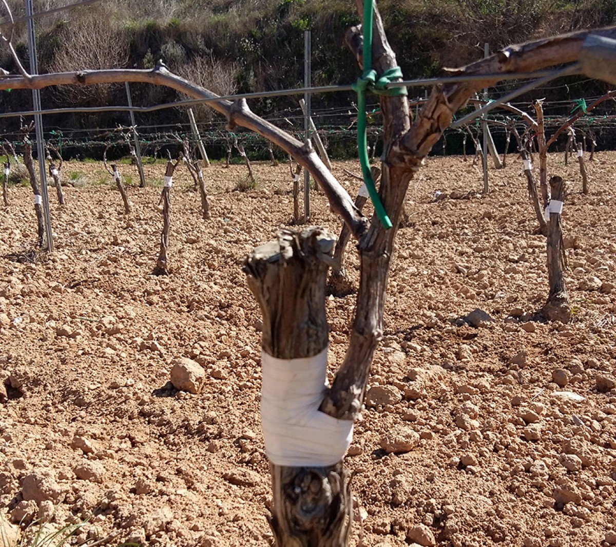 Imatge il·lustrativa