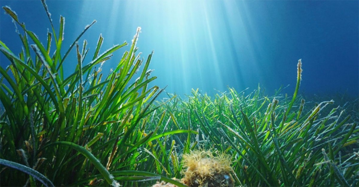 Imatge il·lustrativa