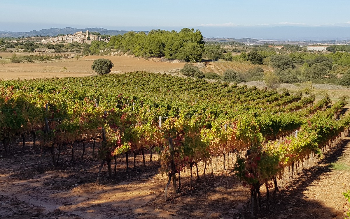 Vinya de Tomàs Cusiné, a El Vilosell