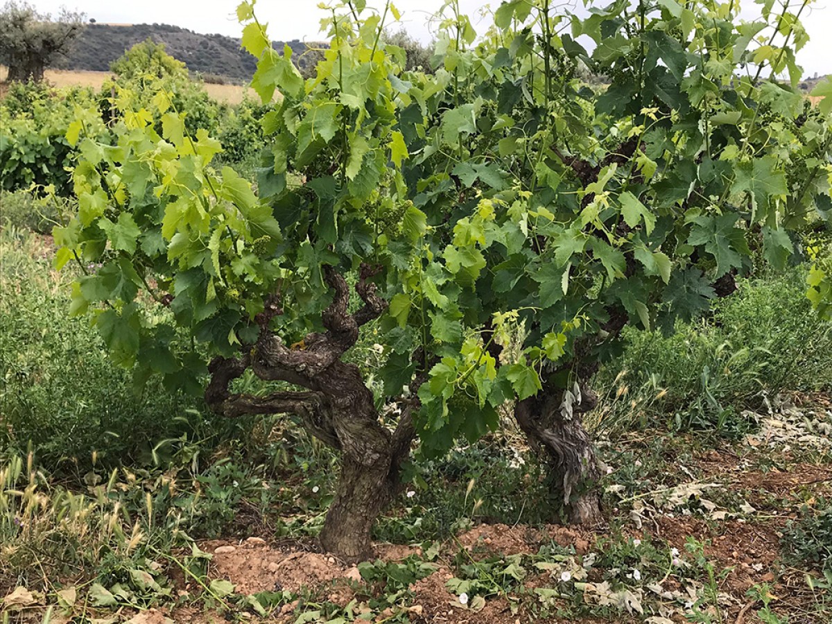 Imatge il·lustrativa