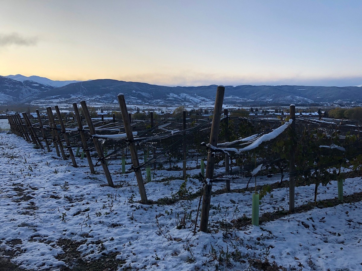 Vinya de sauvignon a Llívia.