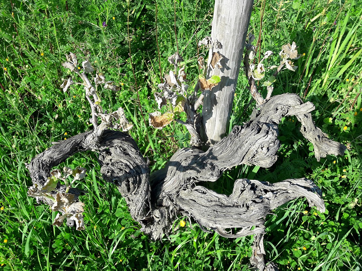 Cep amb els brots glaçats