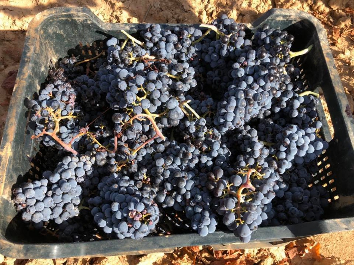 Varietat morenillo, del Celler Pinyol