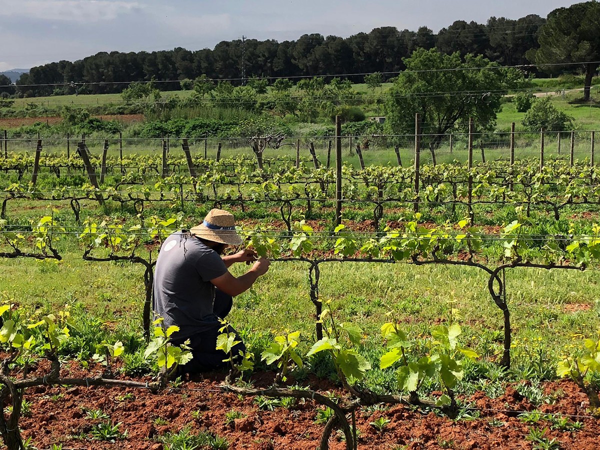 Vinyes de Collserola, al municipi de Barcelona