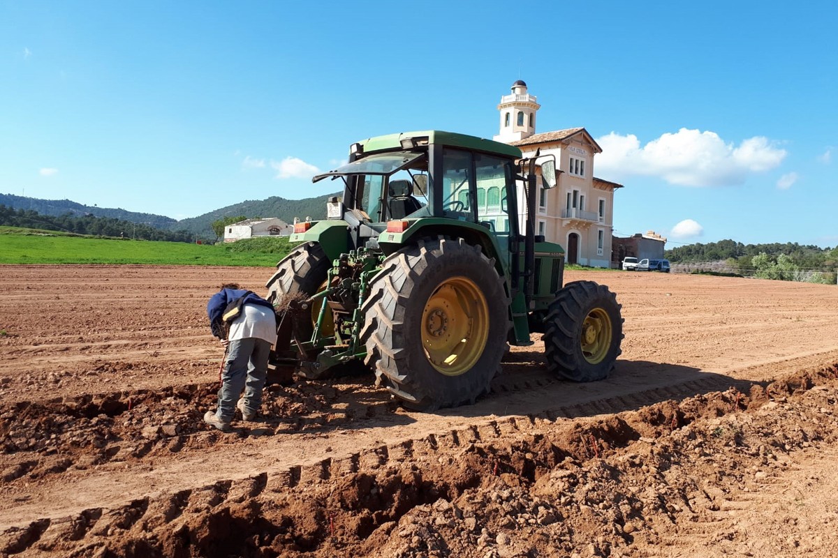 Treballs previs a la plantació de ceps vora la Torre Lluvià
