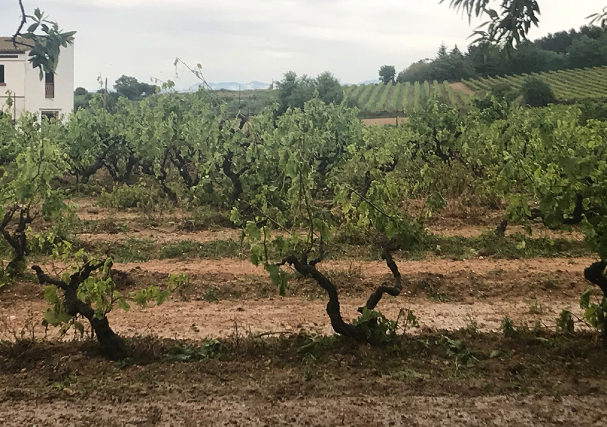 Afectació de vinya després del temporal