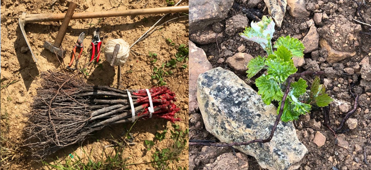 Mas Comtal i Mas Blanch i Jové han plantat vinya durant el confinament.