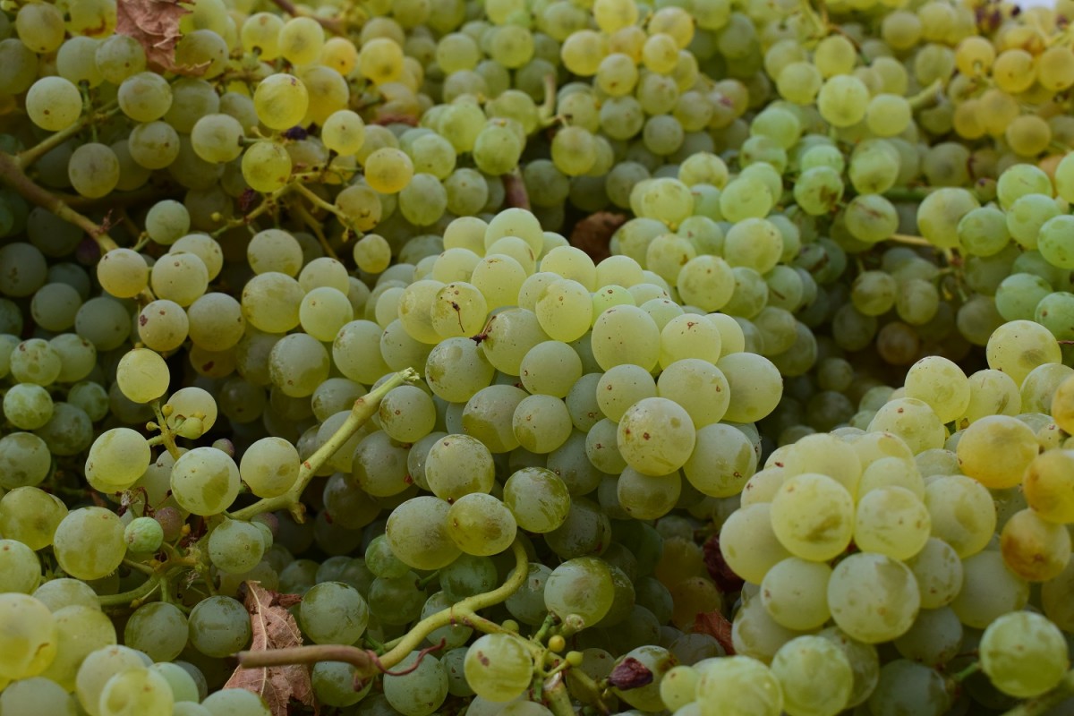 Raïms de la DO Terra Alta