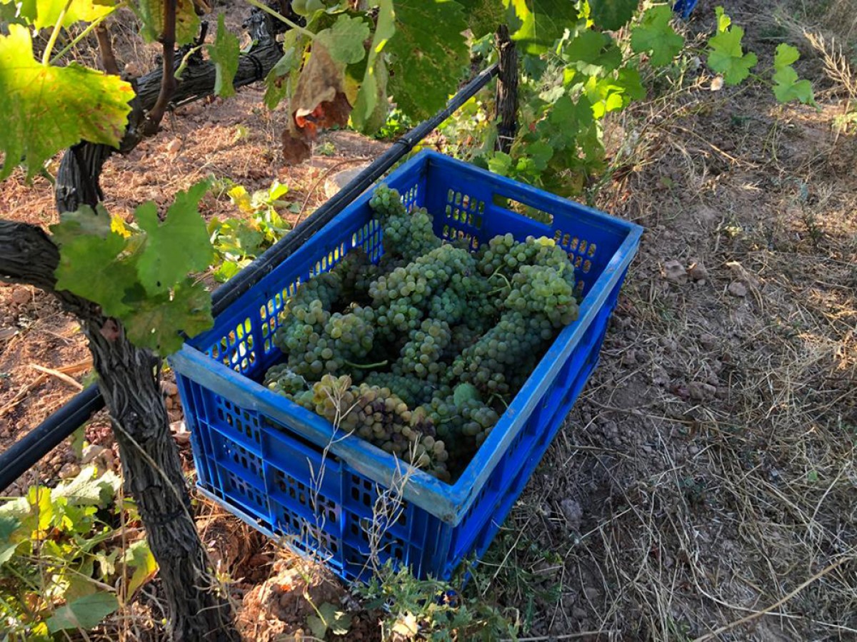 Imatge il·lustrativa