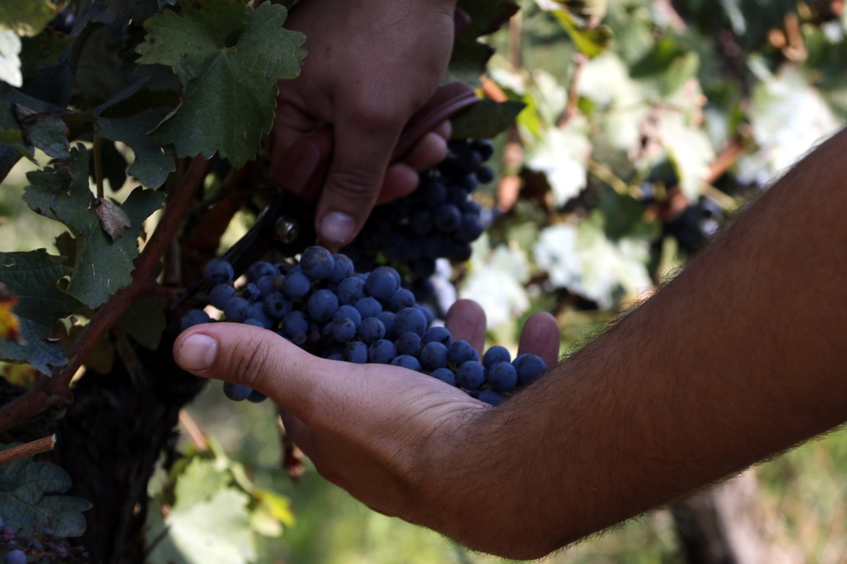 Raïm de les vinyes de les Acàcies