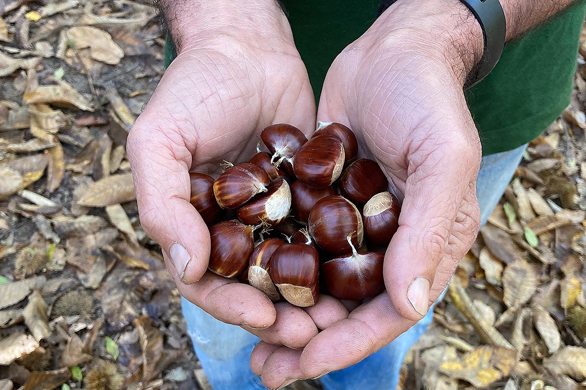 Castanyes de Viladrau