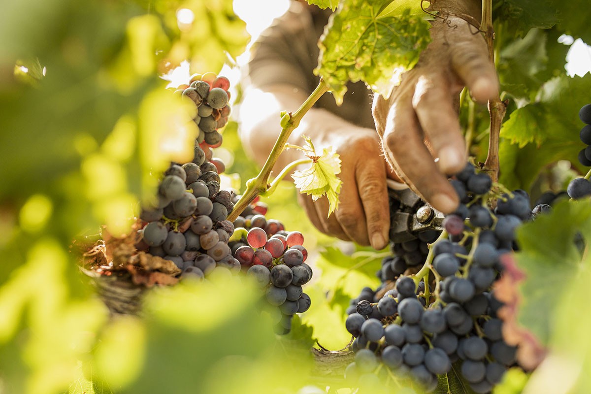 Imatge il·lustrativa