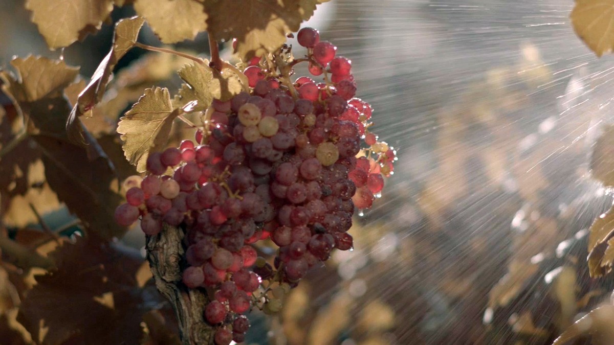 Aplicació biodinàmica a un raïm d'El Vinyet.
