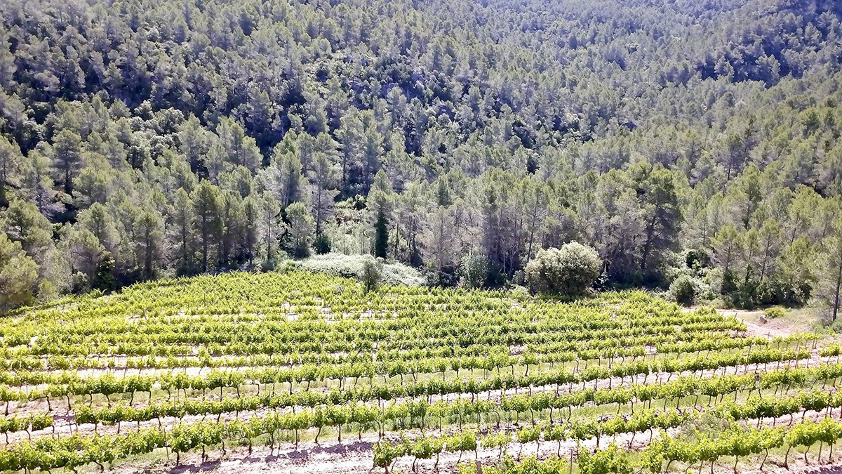 Ceps de garnatxa de la DO Montsant.