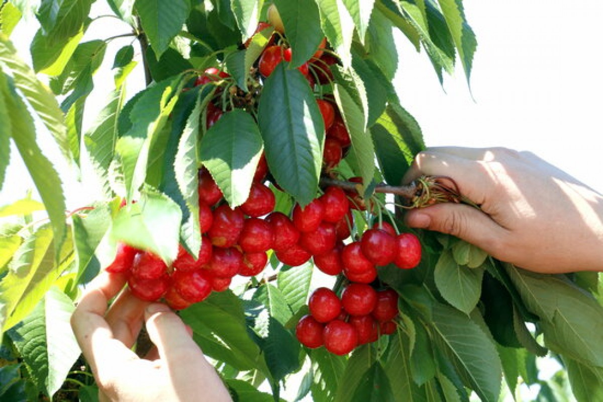 Les cireres són una fruita dolça delicada de conservar