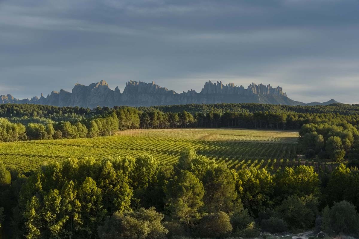 Paisatge amb bosc i vinyes al Bages