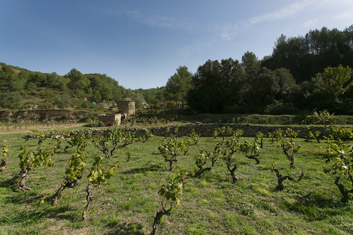 La finca de l'Arboset té prop d'una hectàrea de varietats tradicionals del Bages com el mandó, el sumoll o el picapoll, entre altres.