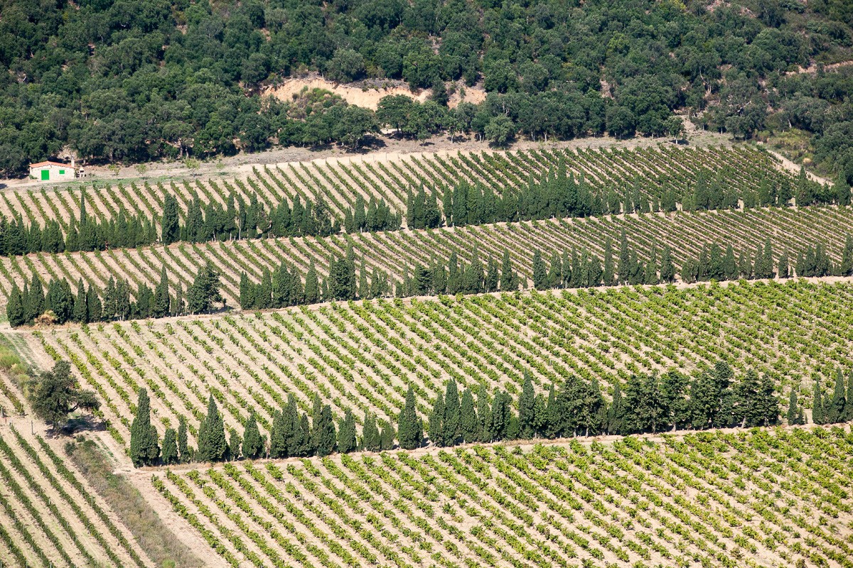 Vinya empordanesa vista des de l'aire