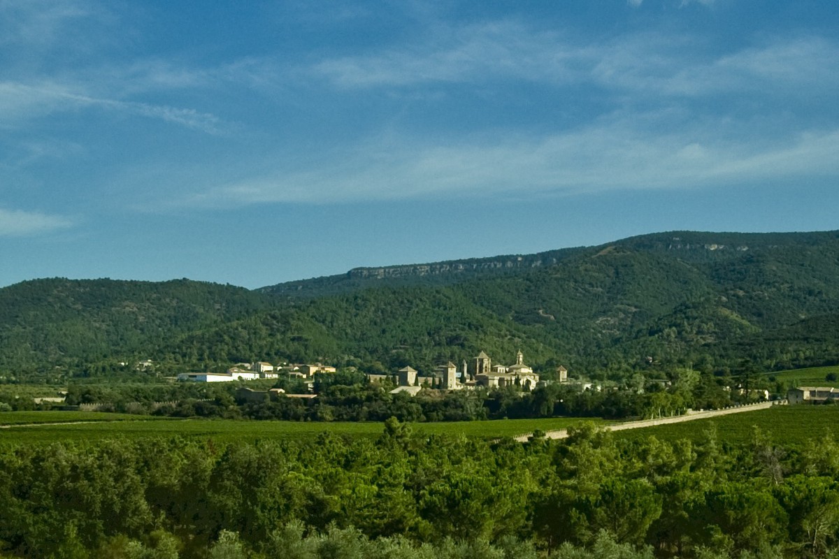 La Conca de Barberà compta actualment amb 2.875 ha de vinya