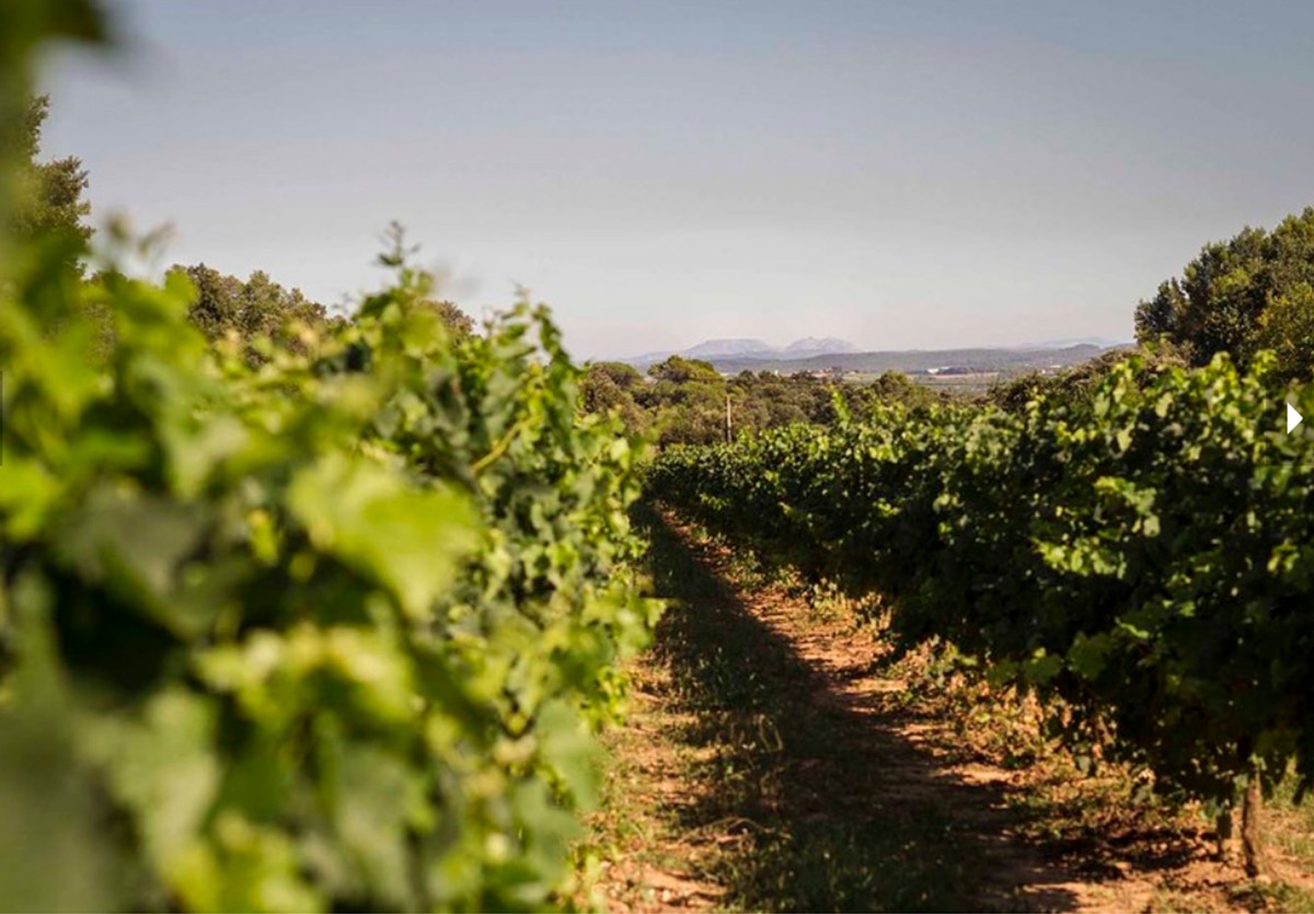 Vinyes del celler Mas Vida