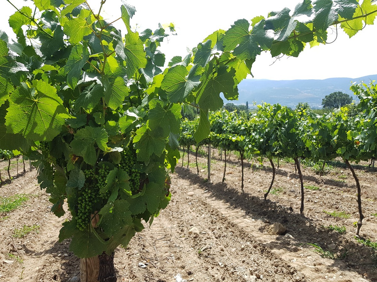 Vinyes de riesling i pinot noir de Torre del Veguer a la Cerdanya.