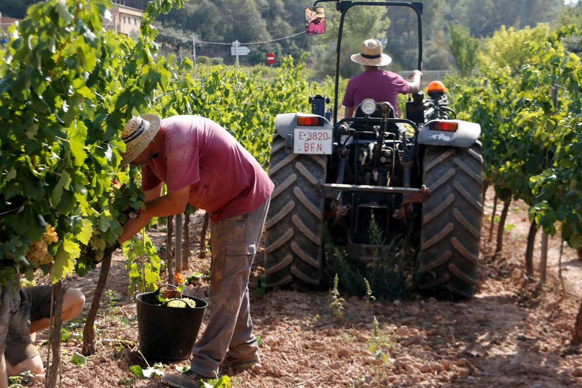 Recollida del raïm a les vinyes del celler Collbaix