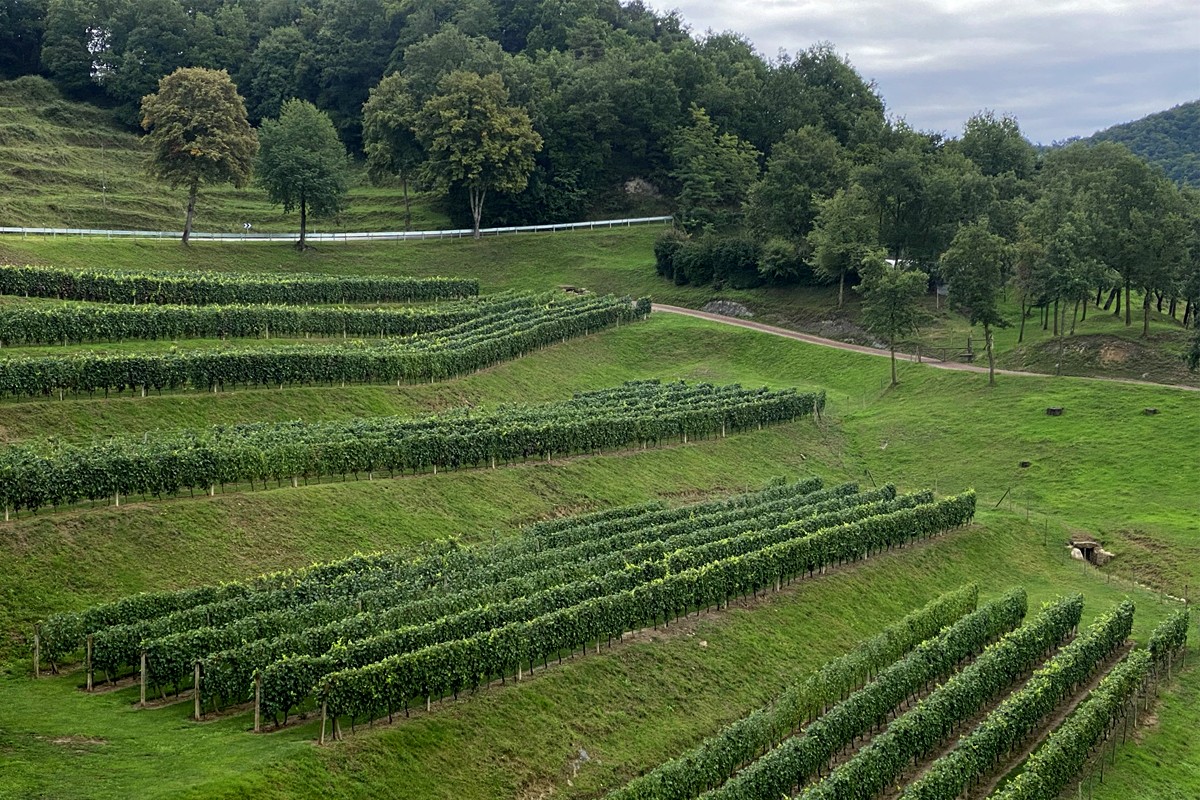 Vinya plantada el 2016 a Osona