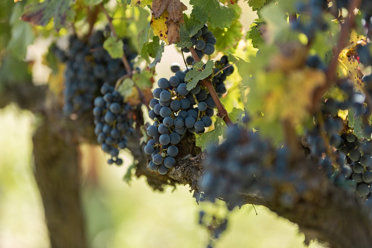 Vinya de cabernet sauvignon.
