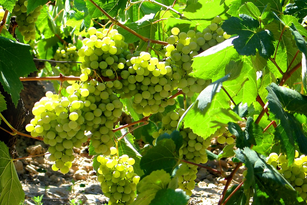 Imatge il·lustrativa