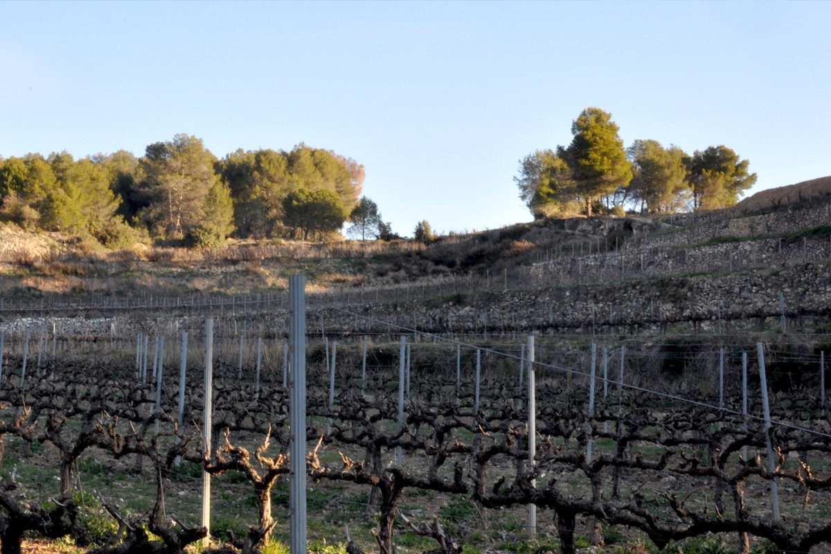 Vinyes del Corral Cremat