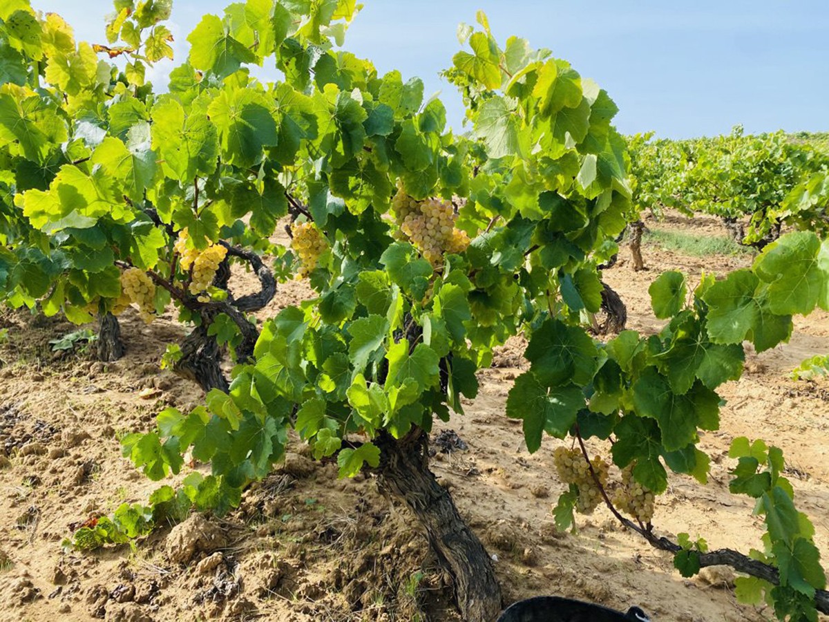 Imatge il·lustrativa