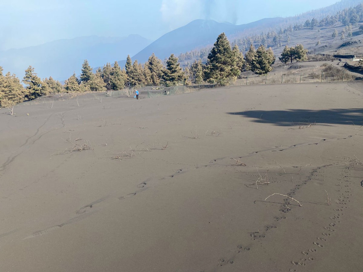 Sota d’aquesta muntanya de cendra del volcà Cumbre Vieja hi havia unes vinyes.