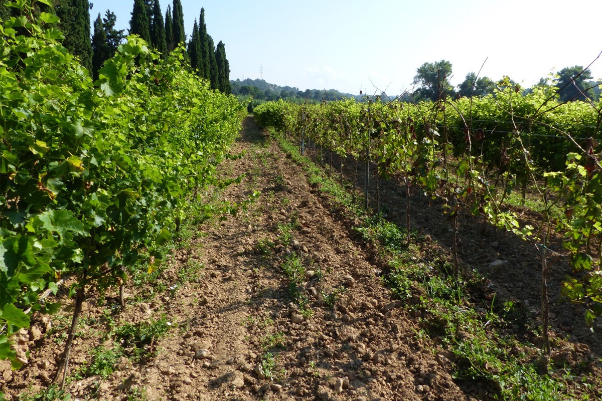 Camp d'experimentació on es pot diferenciar l'efecte del míldiu sobre una varietat resistent i una de no resistent