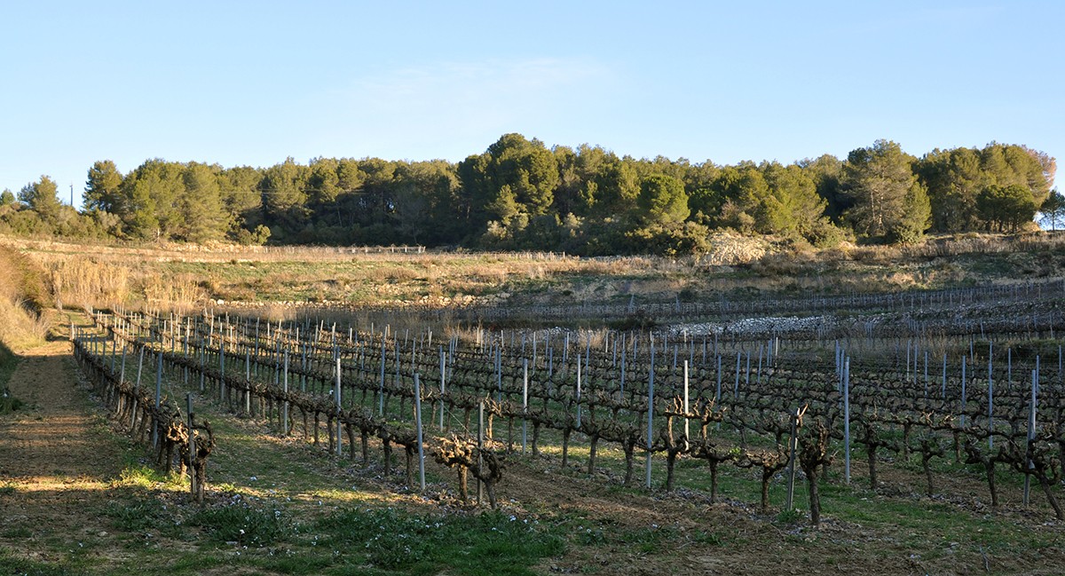 La vinya del Corral Cremat és ombrívola, cosa idònia per a fer escumosos
