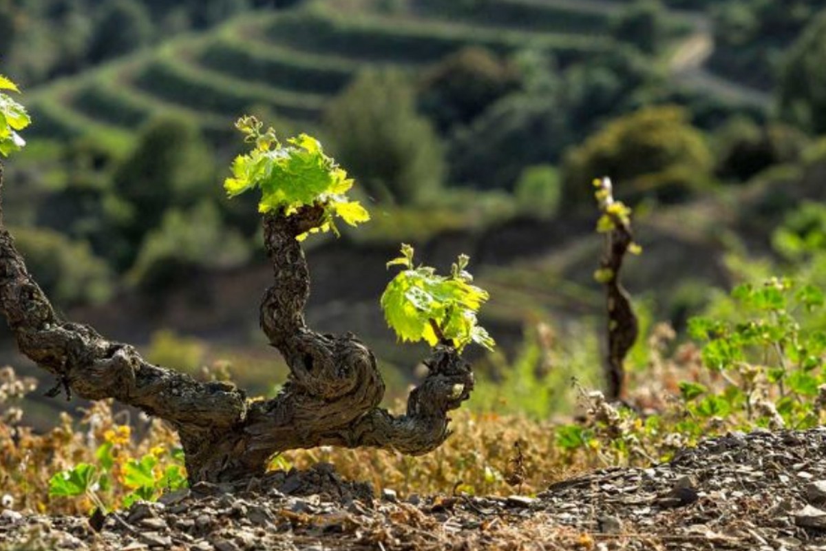 Vinya de Buil & Giné