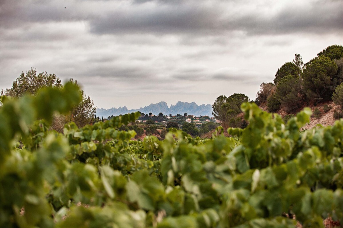 Imatge il·lustrativa