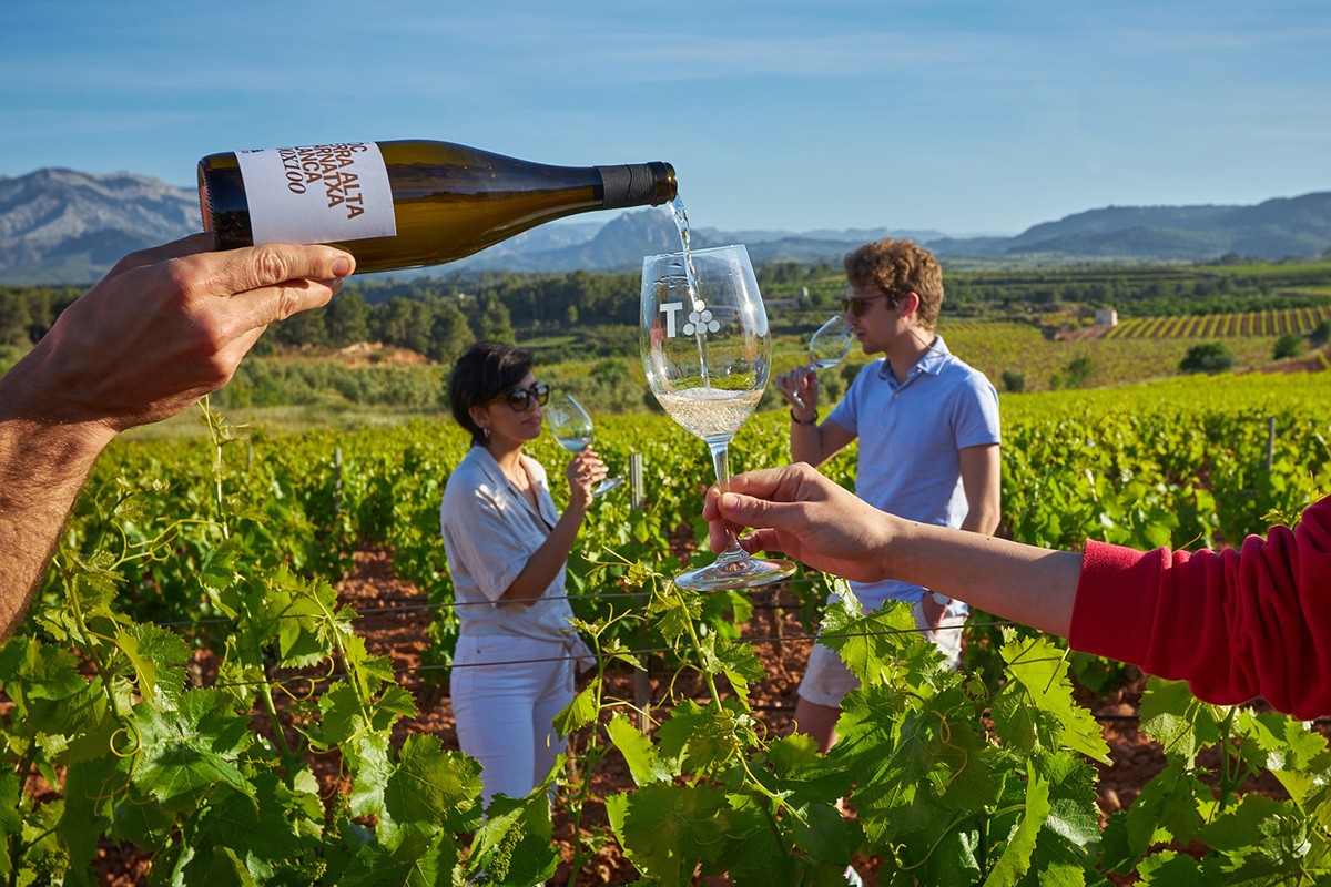 Un tast entre vinyes de la DO Terra Alta