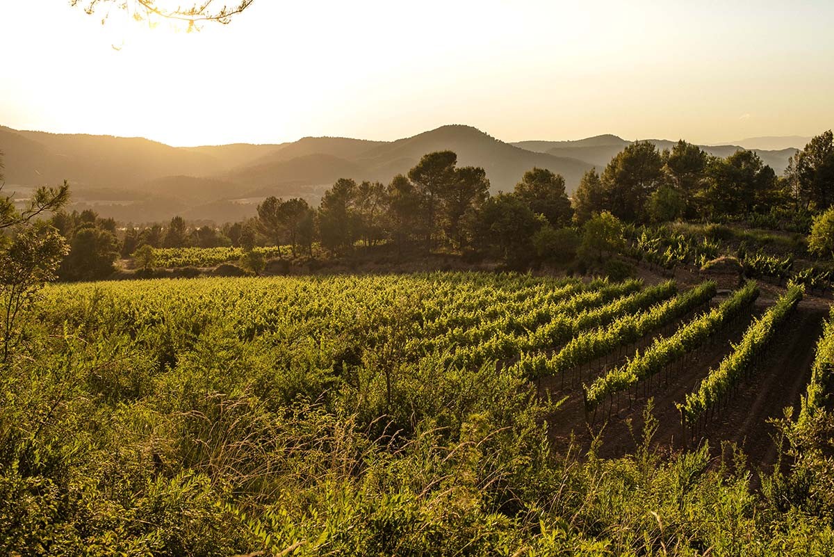 Vinya del celler Abadal