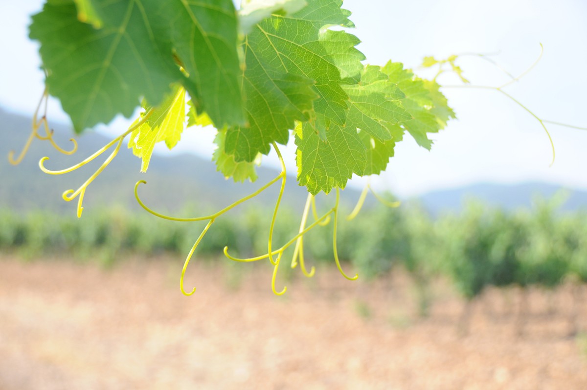 Imatge il·lustrativa