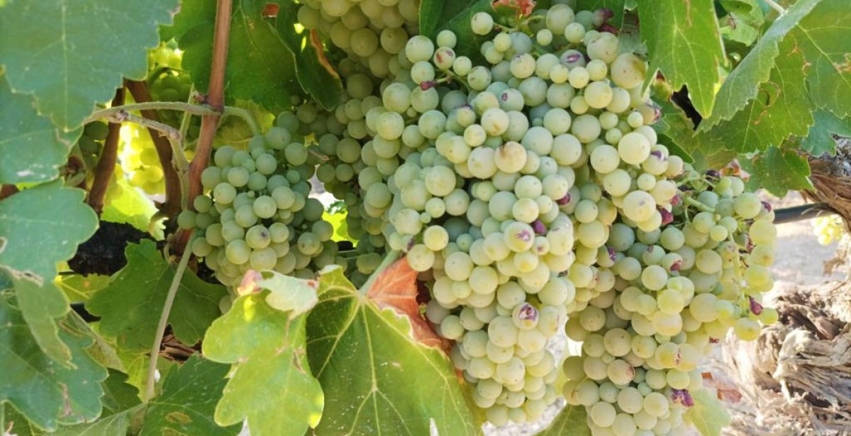 El raïm a punt per ser veremat i elaborar la garnatxa de la DO Terra Alta 