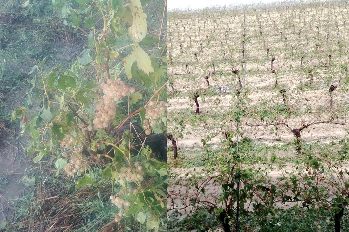 Vinyes destrossades pel temporal