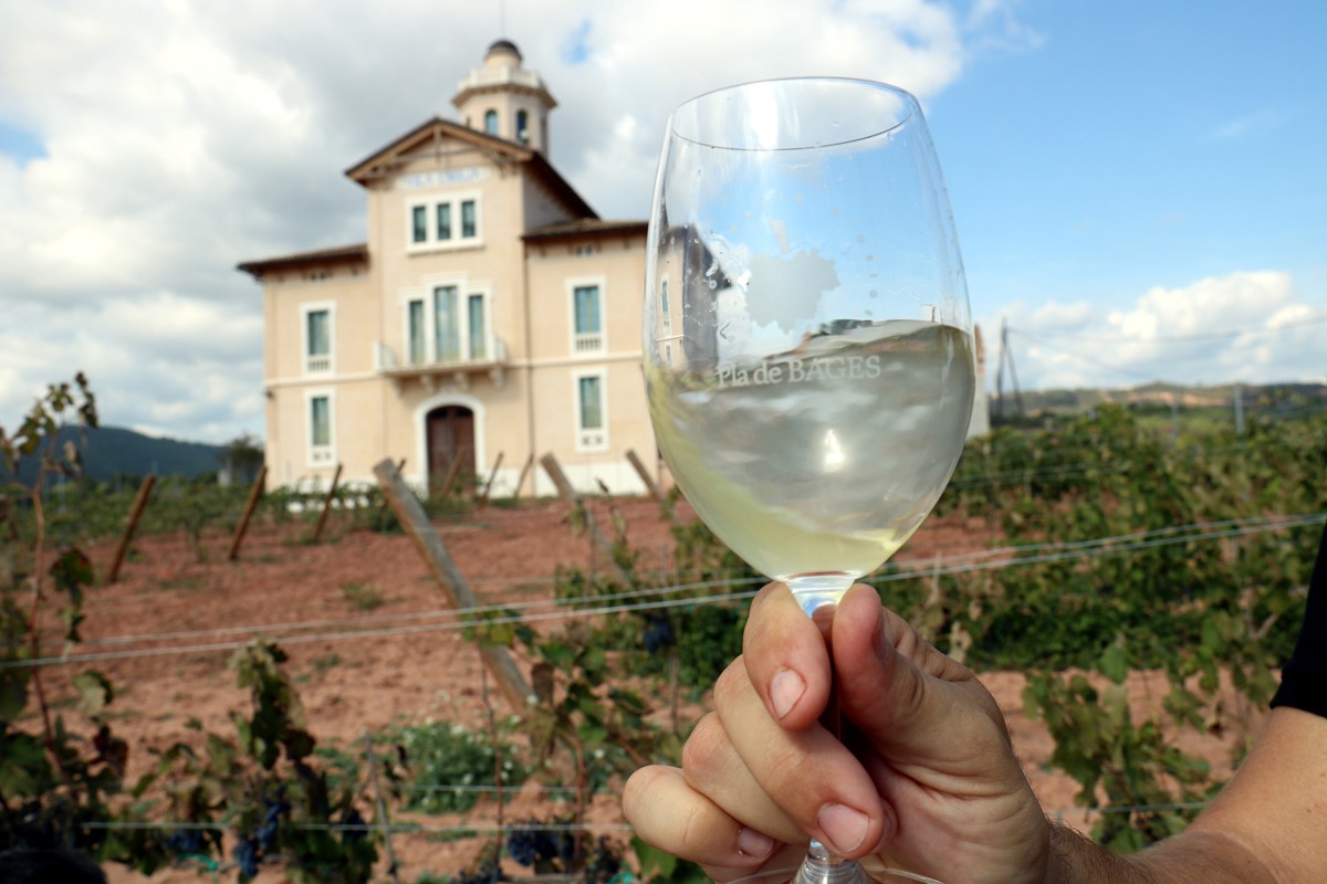 El primer vi fet a partir de les varietats recuperades a la Torre Lluvià