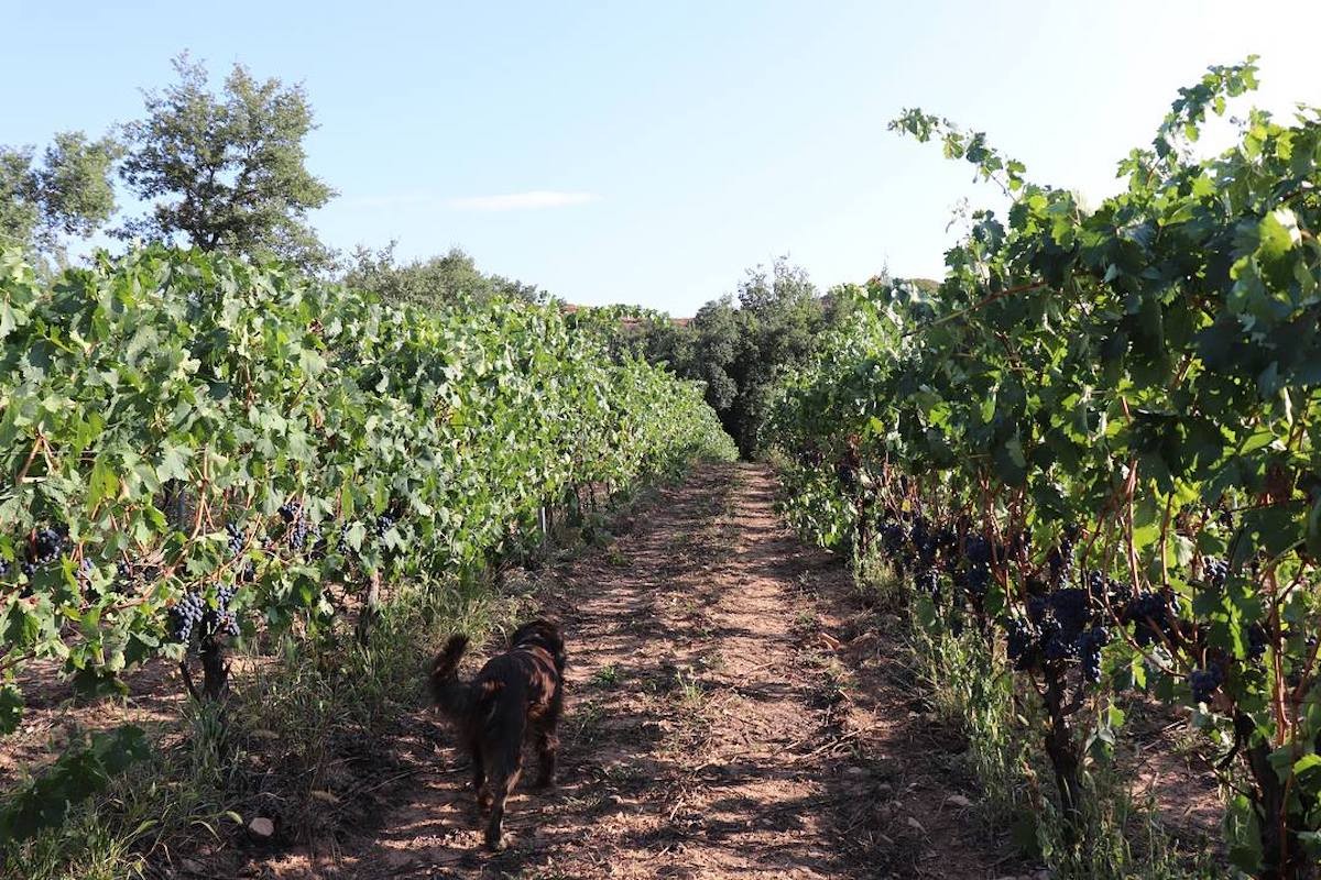 Imatge il·lustrativa