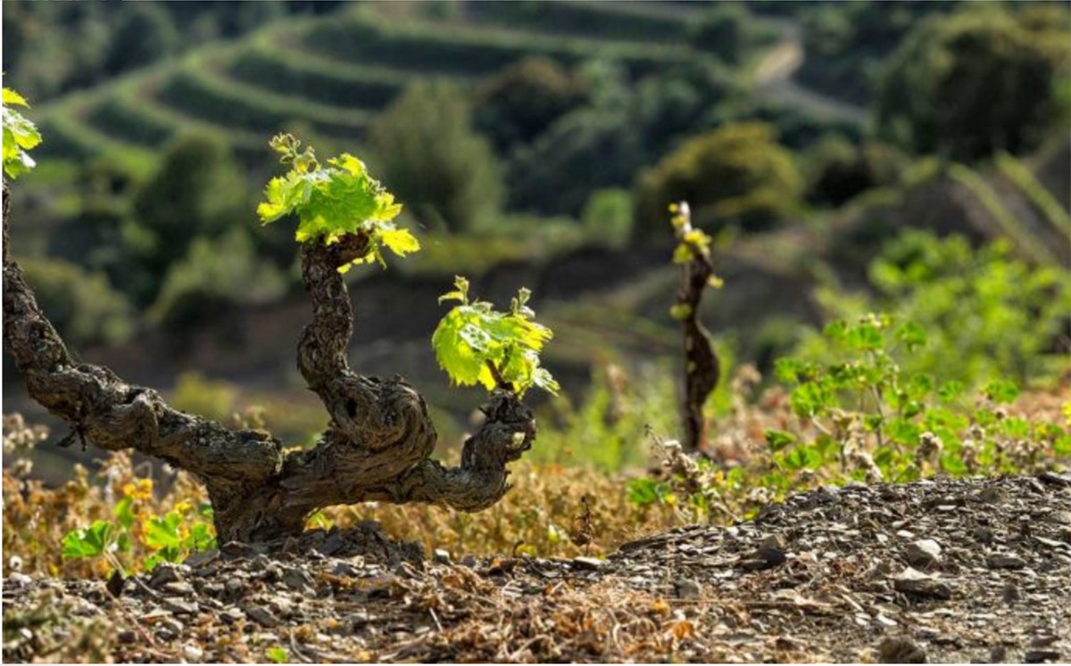 Imatge il·lustrativa