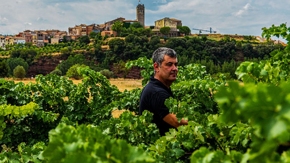 Josep Gibert Serra entre les vinyes del seu celler