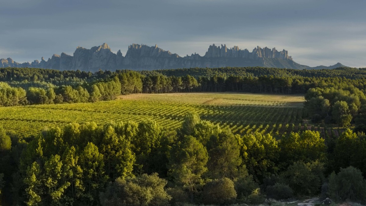 Paisatge de vinya al Bages