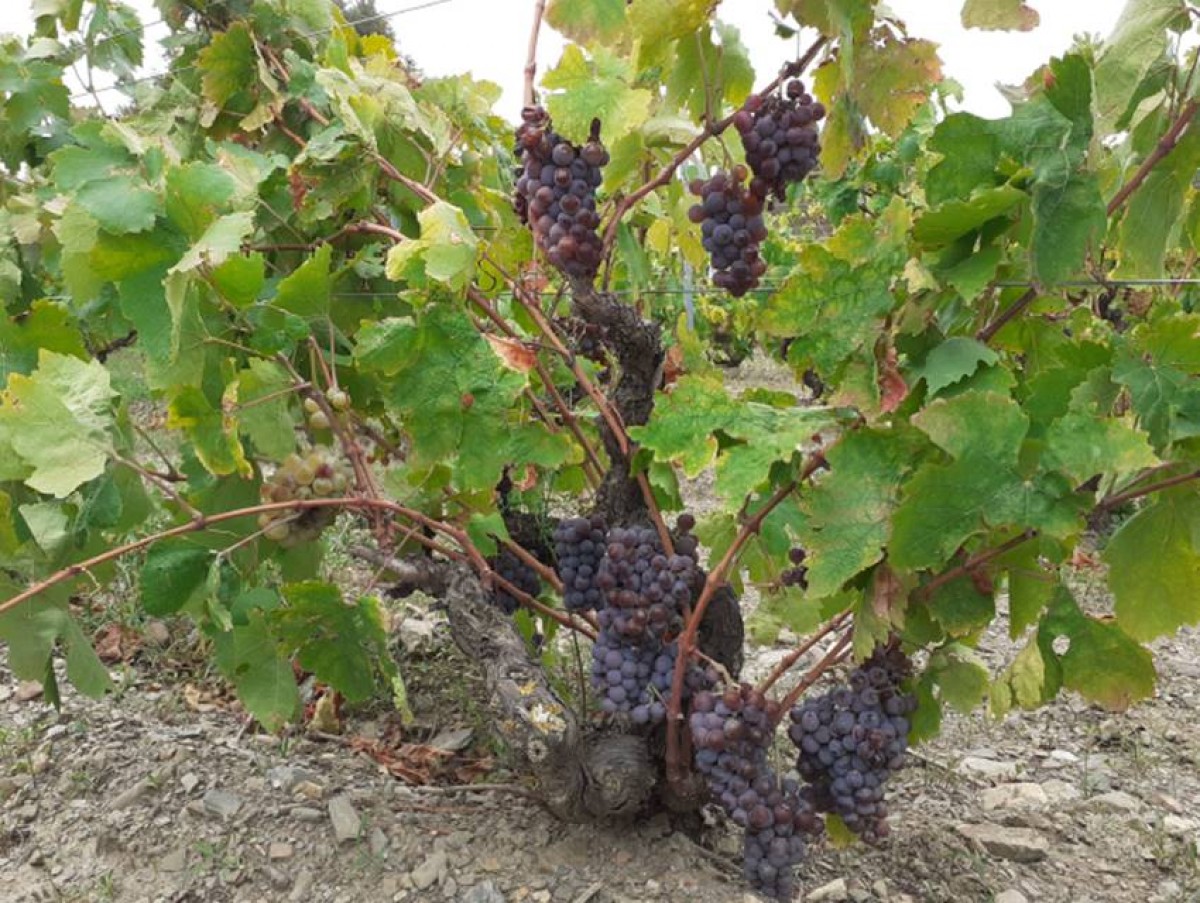 Imatge il·lustrativa