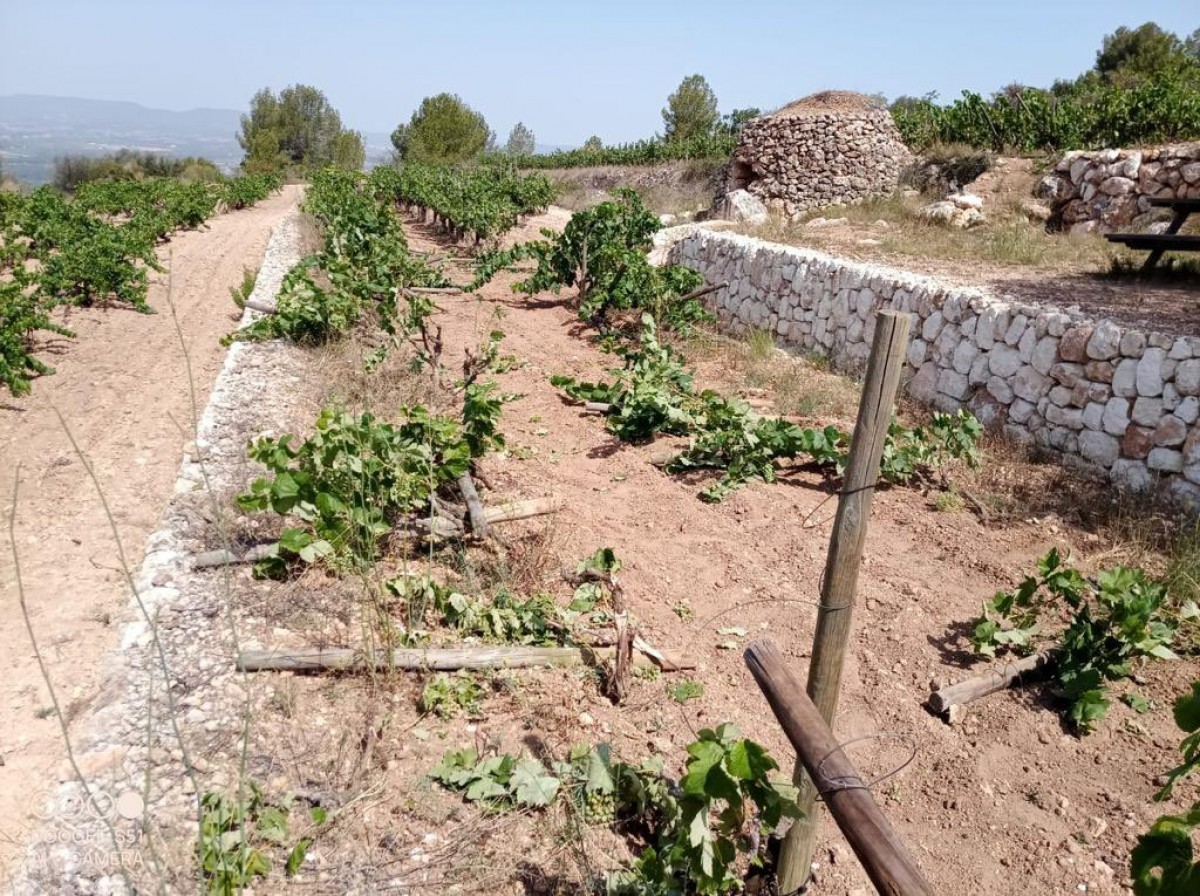 Imatge il·lustrativa