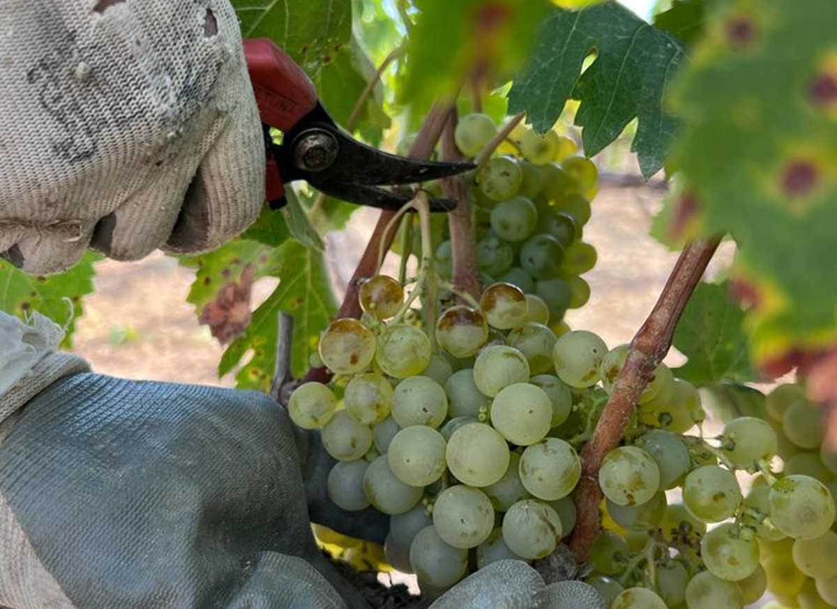 Imatge il·lustrativa